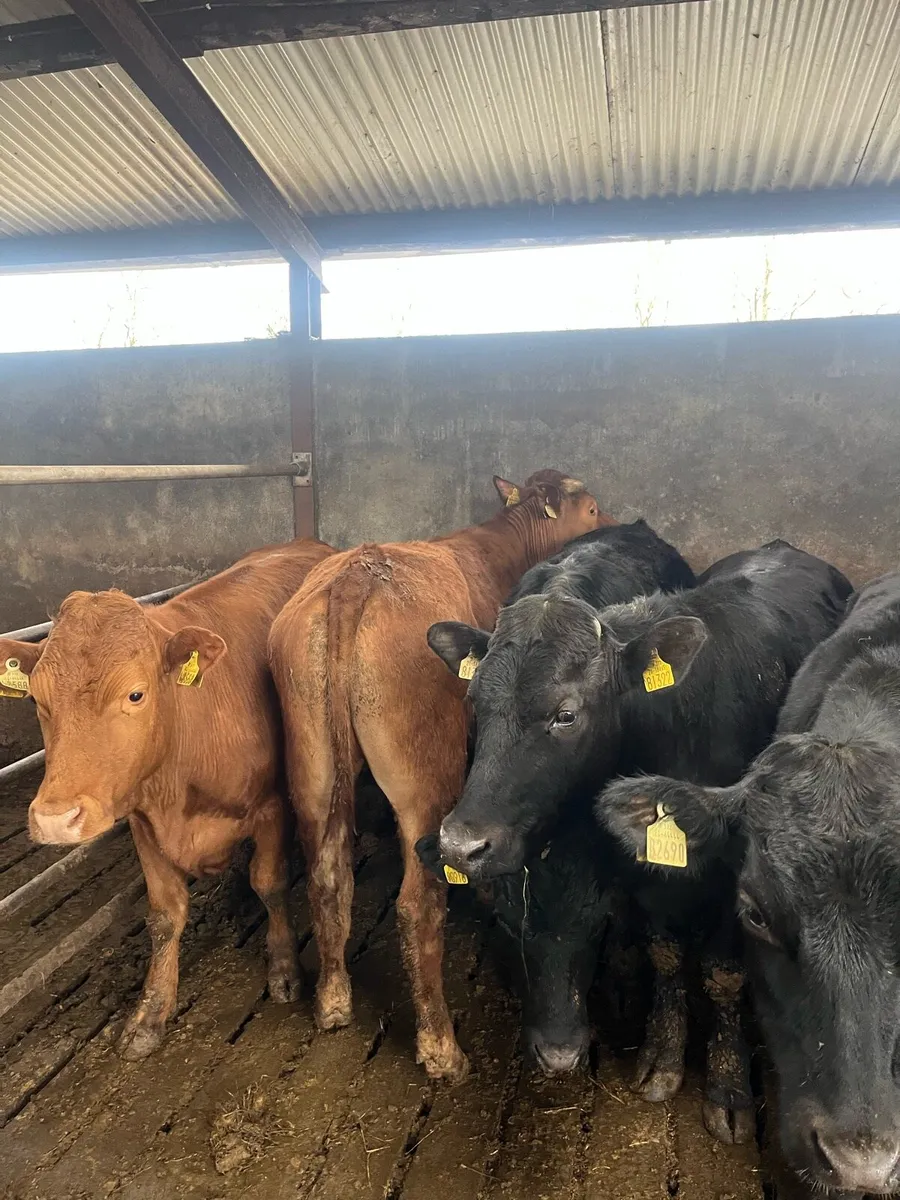 7 Lim Bullocks - Image 2