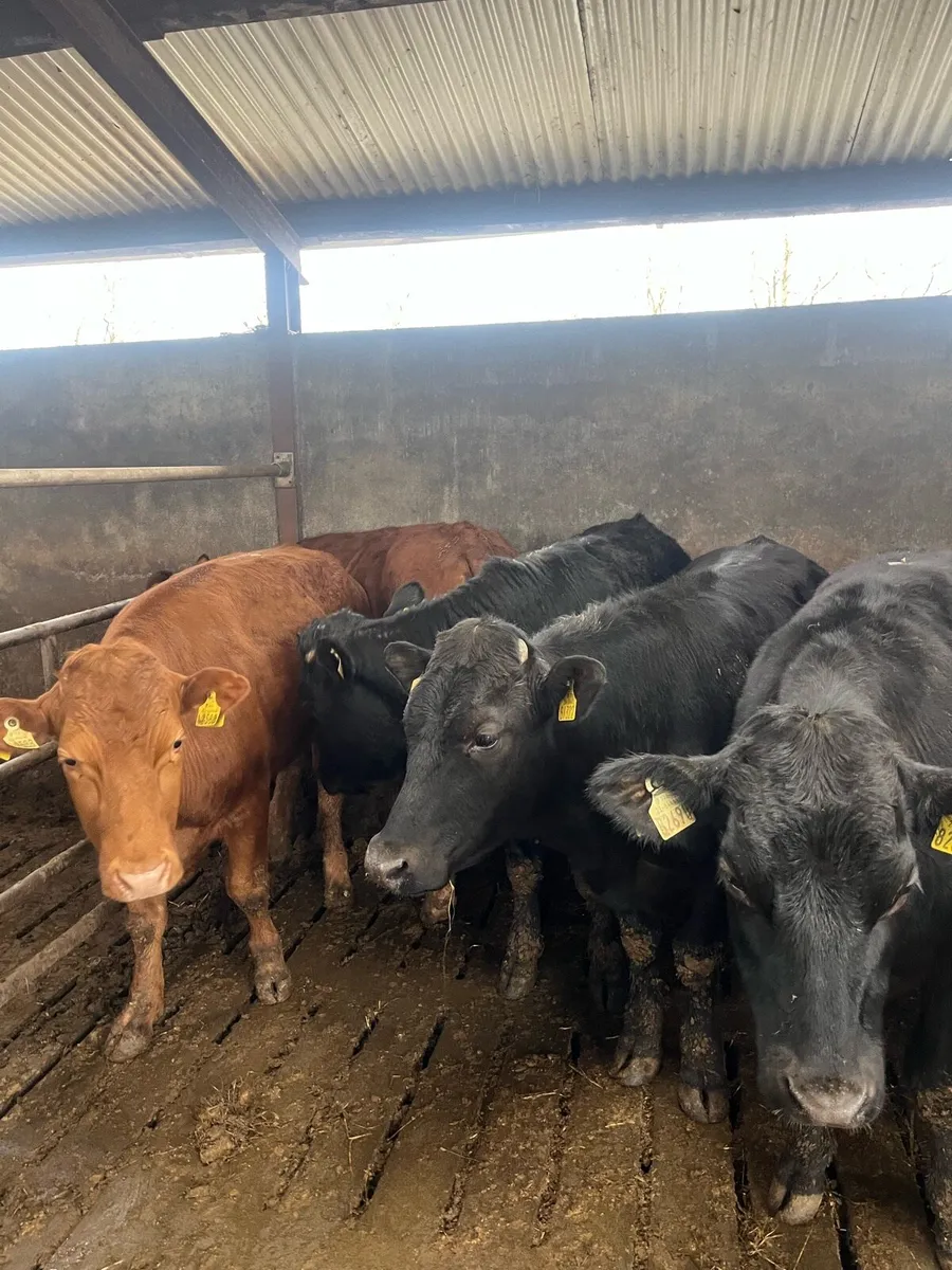 7 Lim Bullocks - Image 3