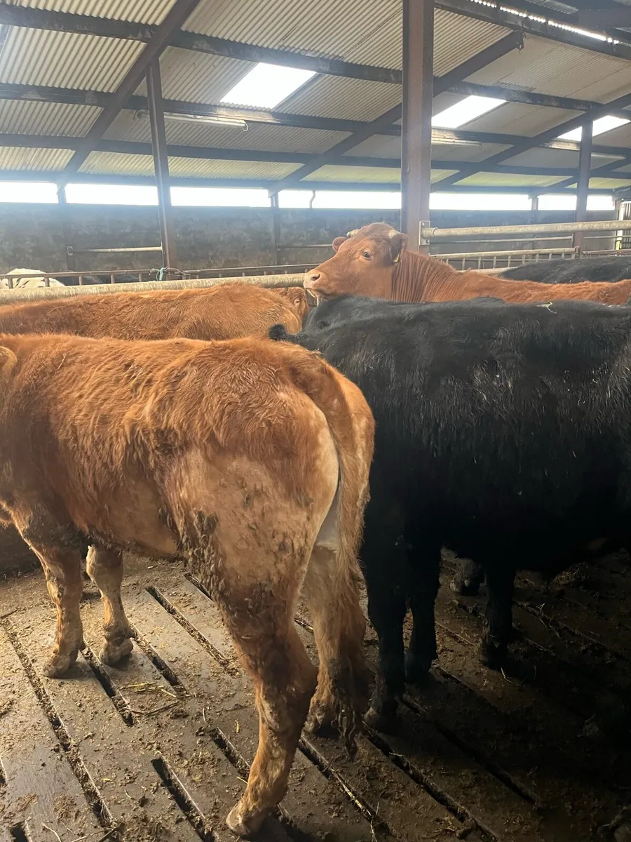 7 Lim Bullocks - Image 1