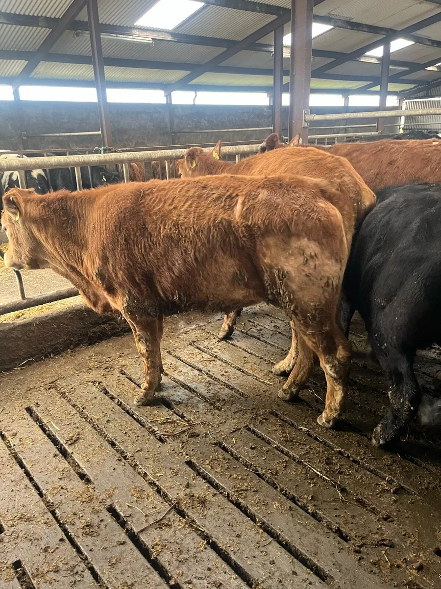 7 Lim Bullocks - Image 4