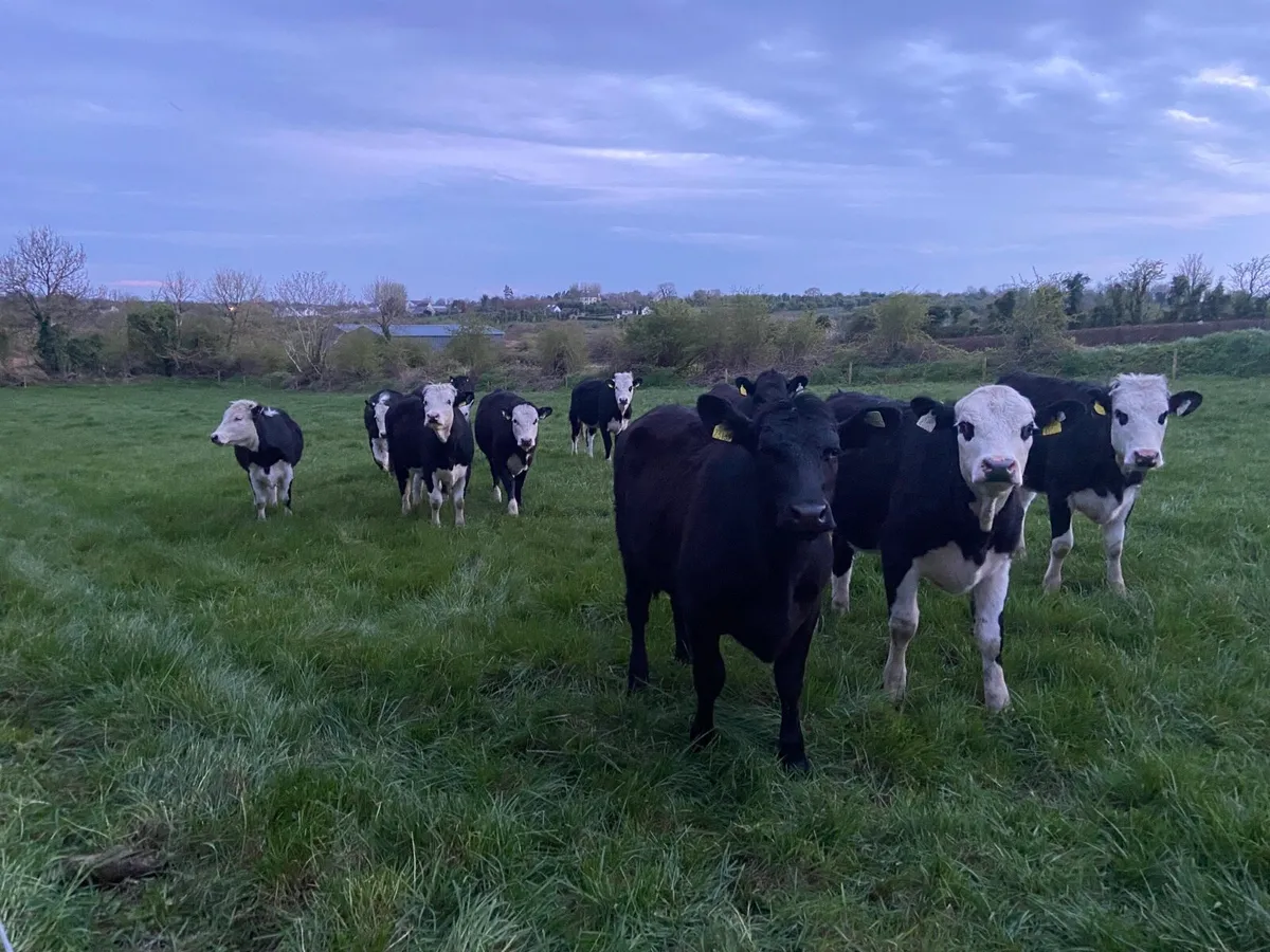 12 store heifers - Image 1