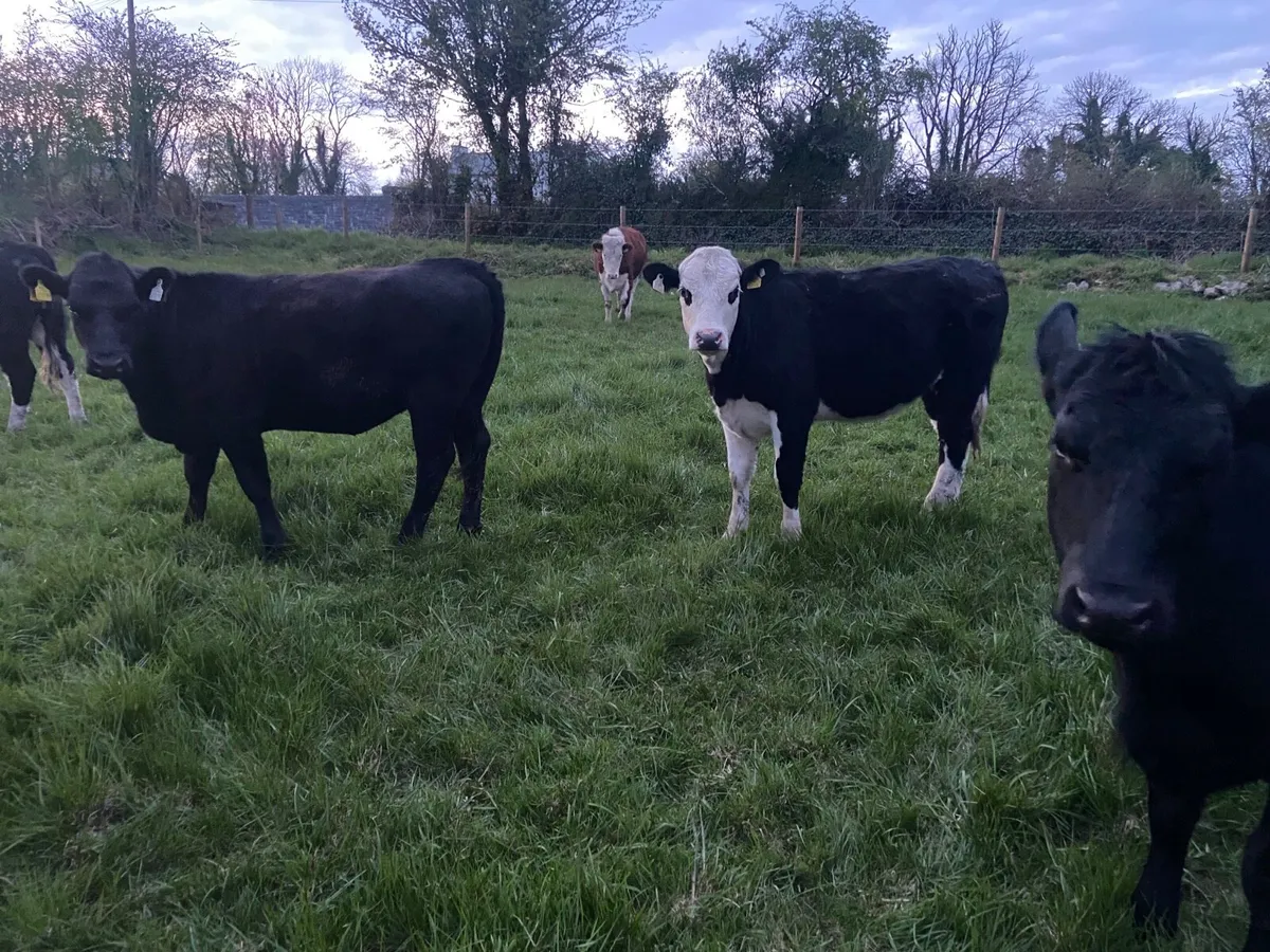12 store heifers - Image 2