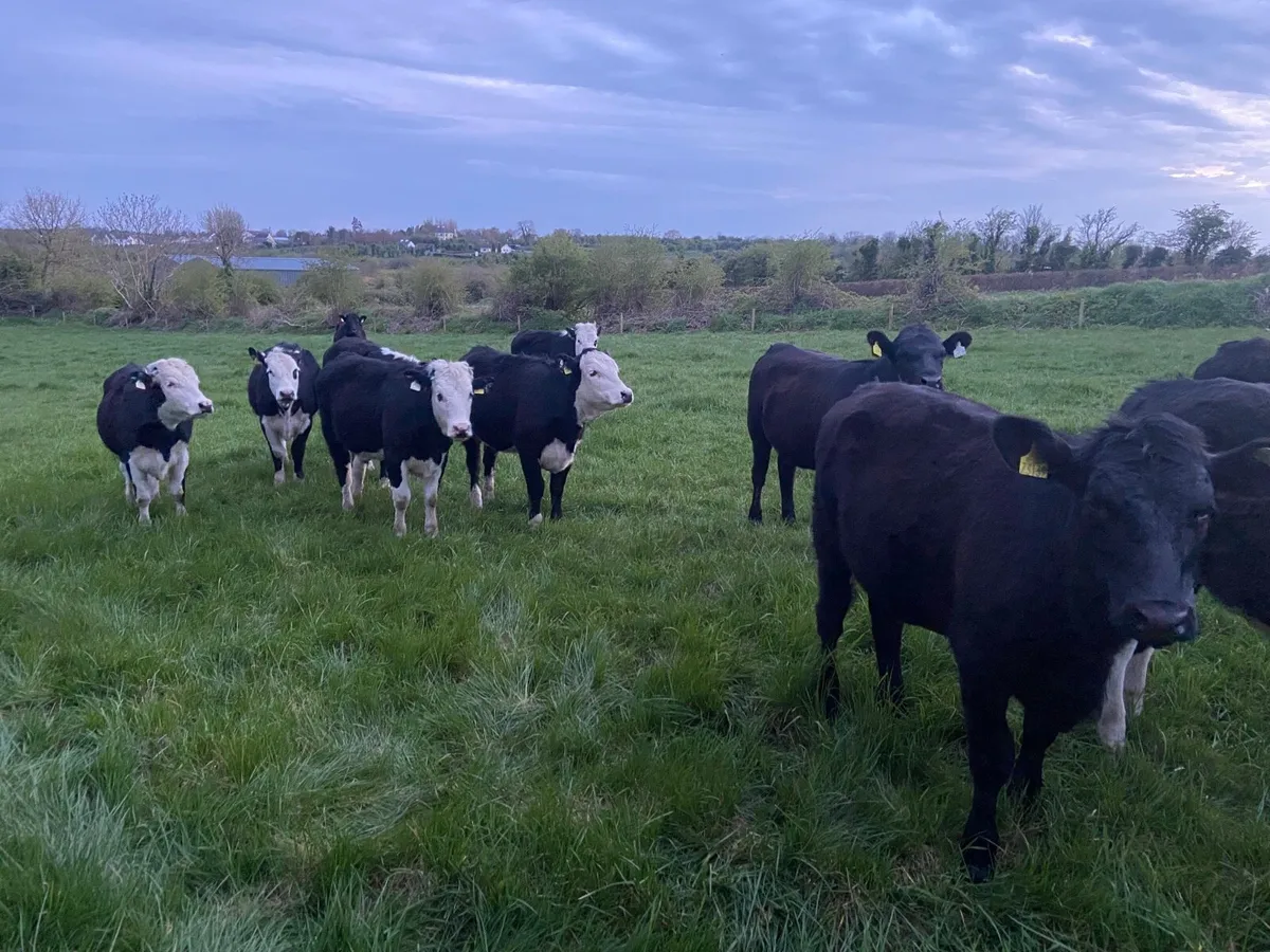 12 store heifers - Image 3