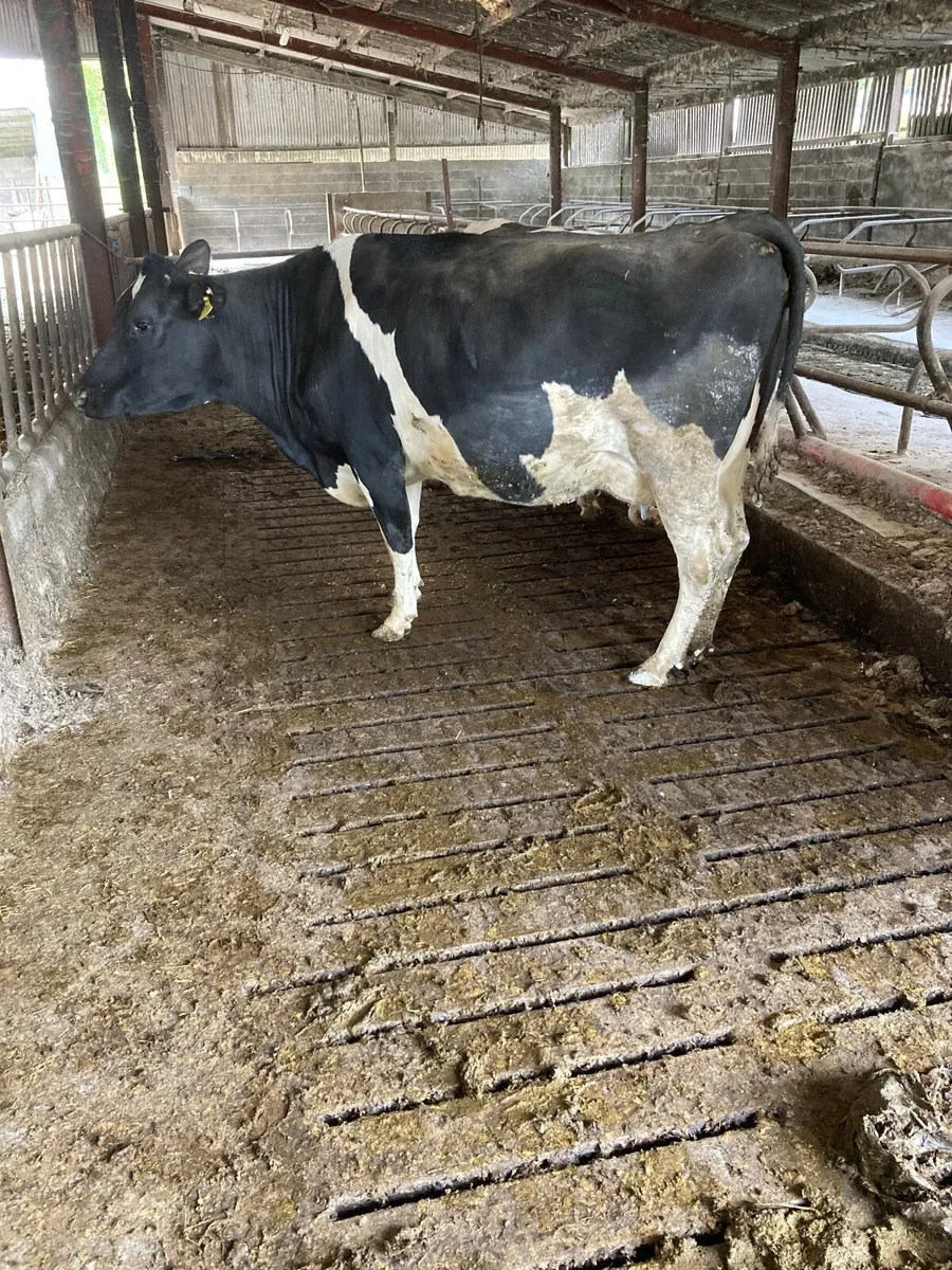 Friesian incalf heifers - Image 3
