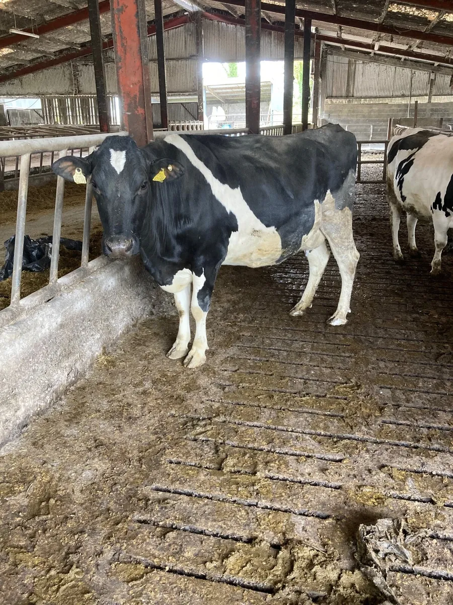 Friesian incalf heifers - Image 4