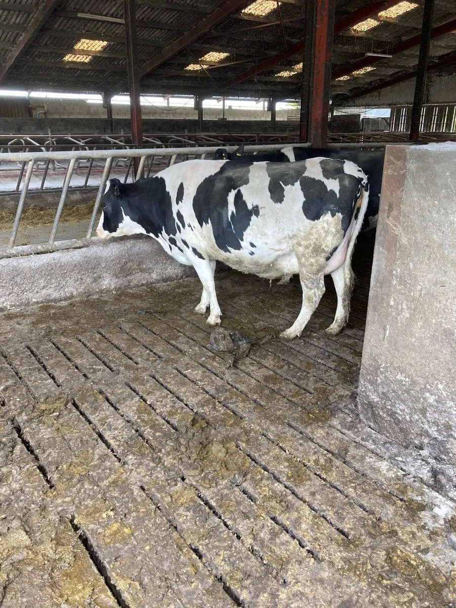 Friesian incalf heifers - Image 1