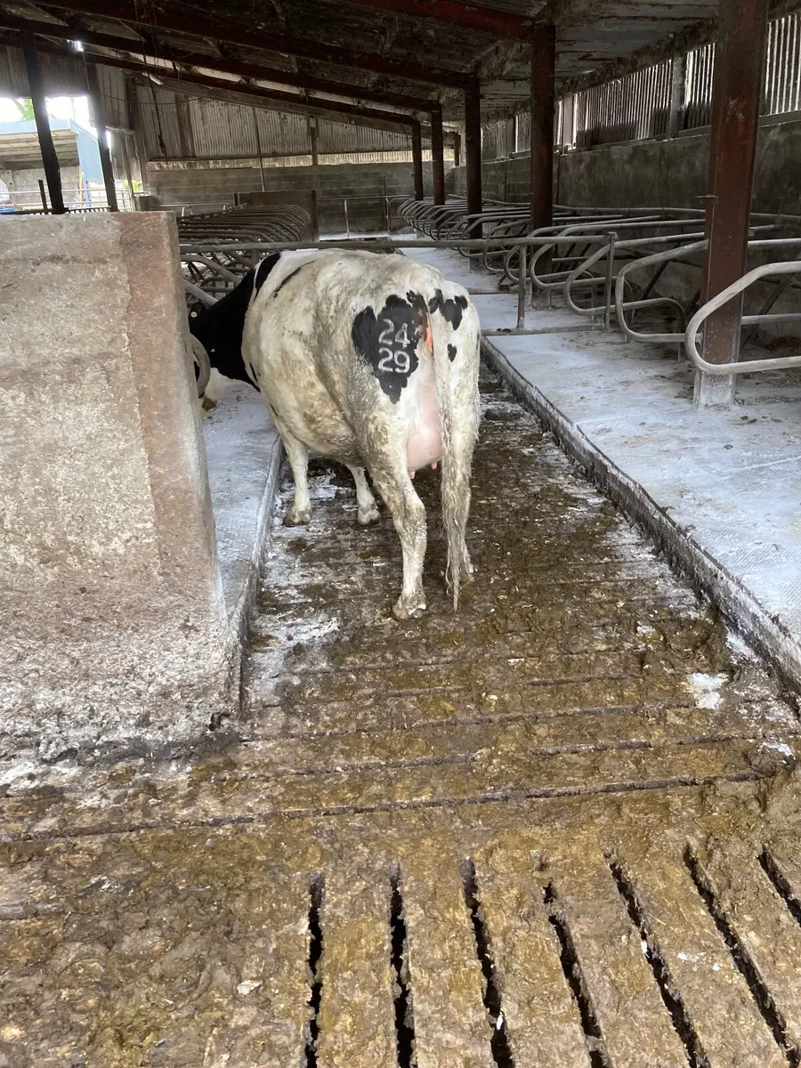Friesian incalf heifers - Image 2
