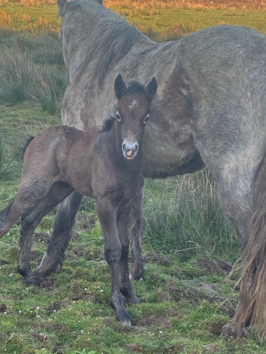 Connemara mare with foal - Image 2