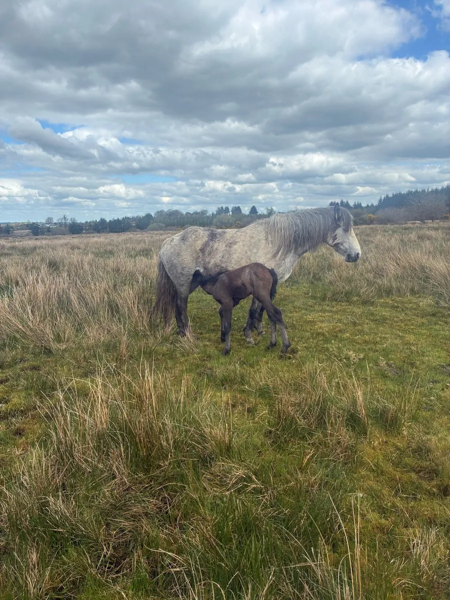 Connemara mare with foal - Image 3