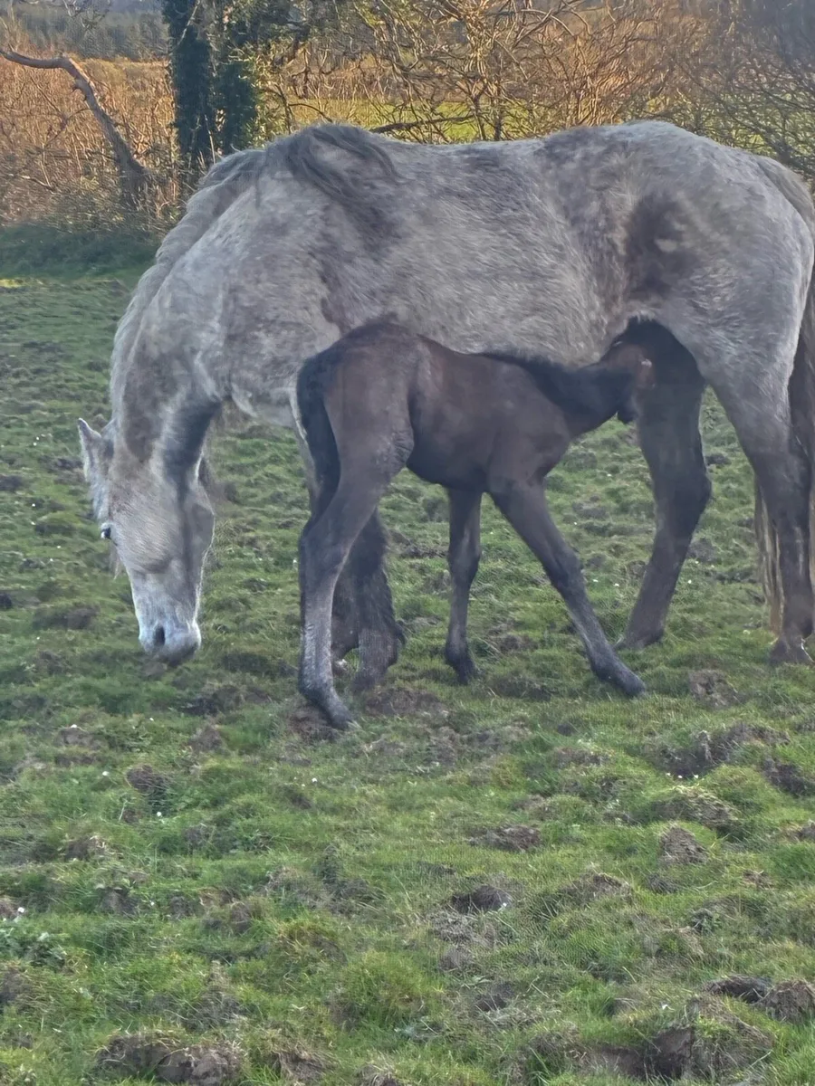 Connemara mare with foal - Image 1