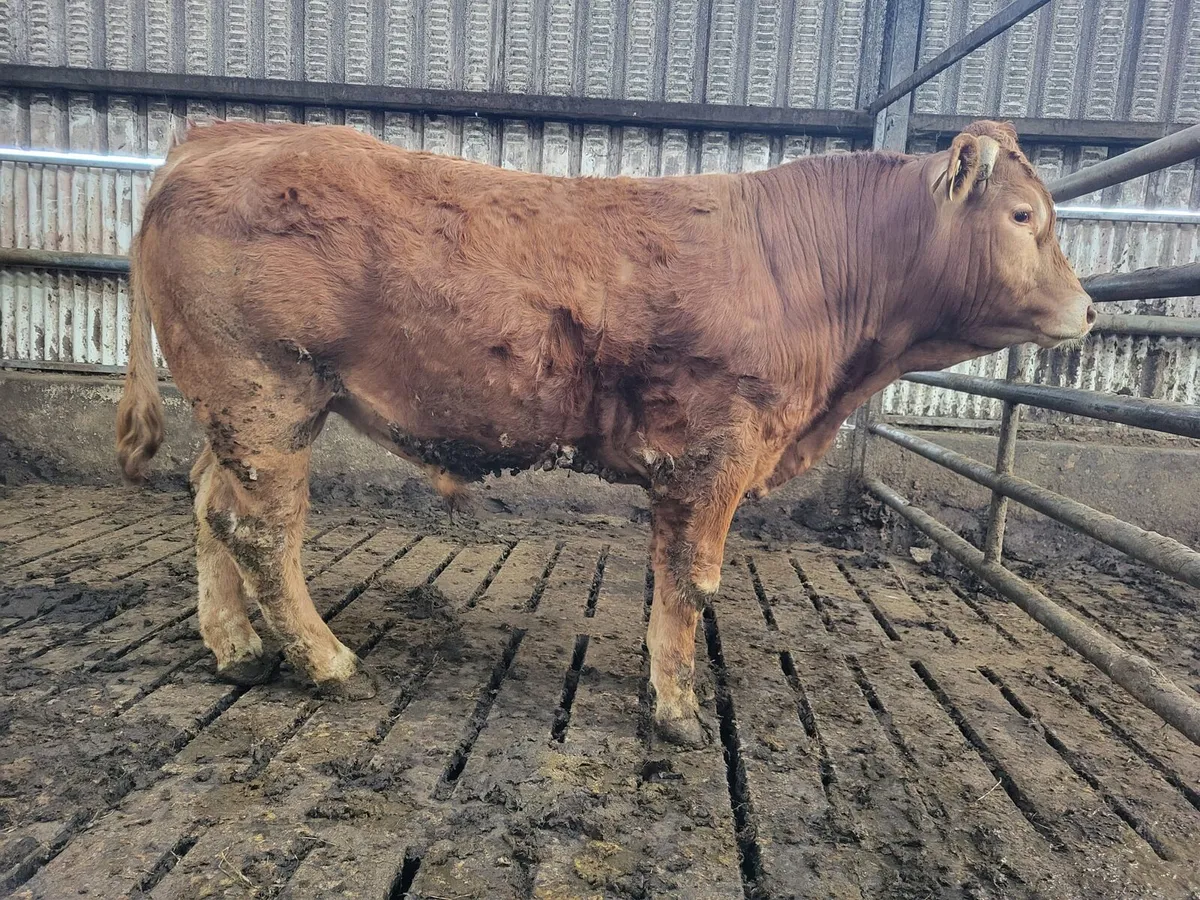 Limousin Bulls for sale - Image 1