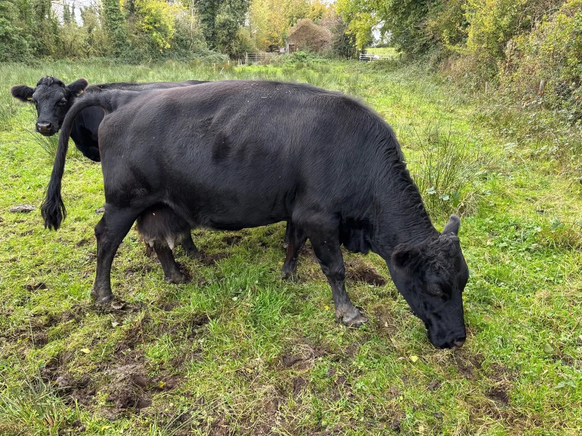Dexter cows, bullock & bull - Image 4