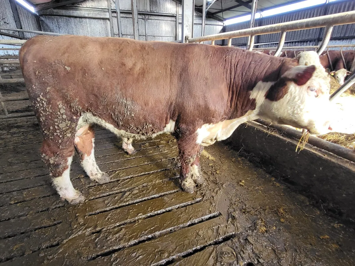 Hereford Bulls for sale - Image 3