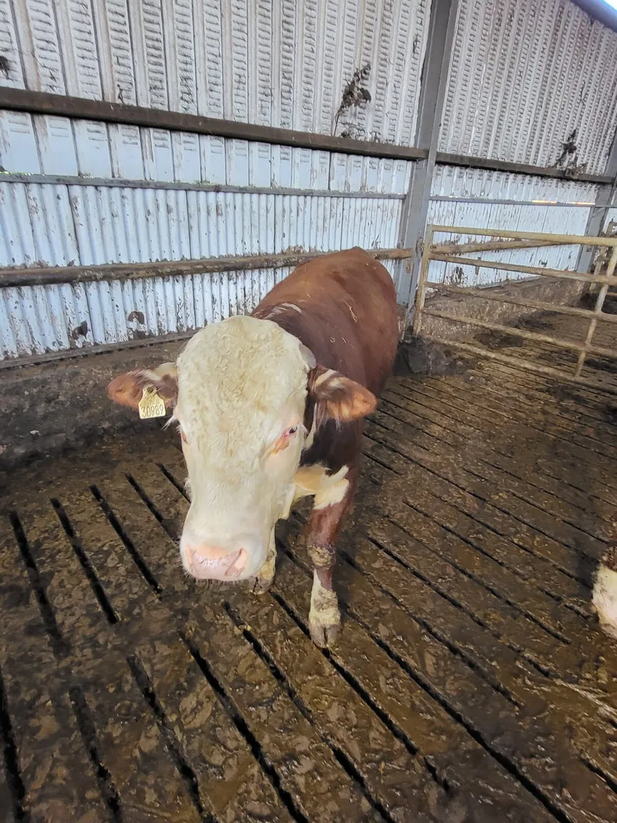 Hereford Bulls for sale - Image 2