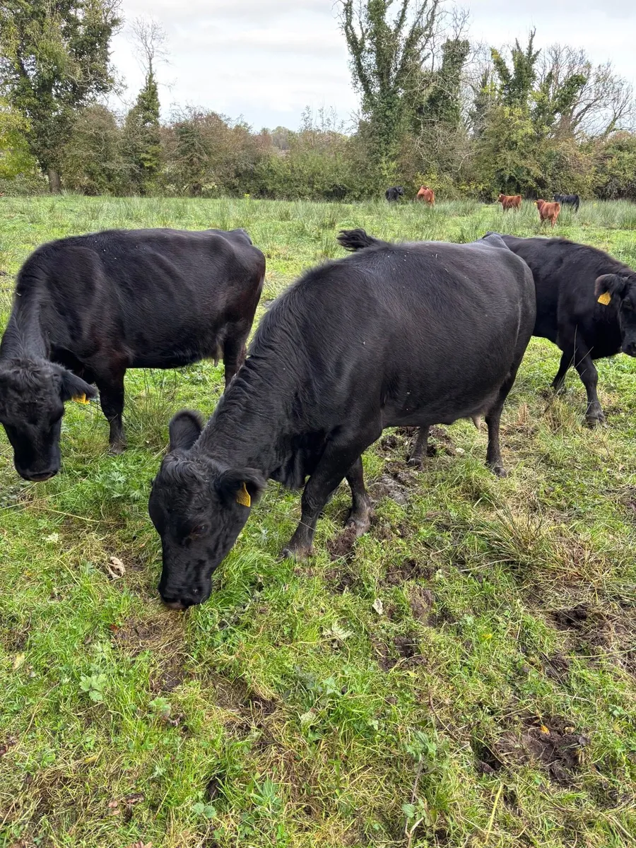 Dexter cows, bullock & bull - Image 1