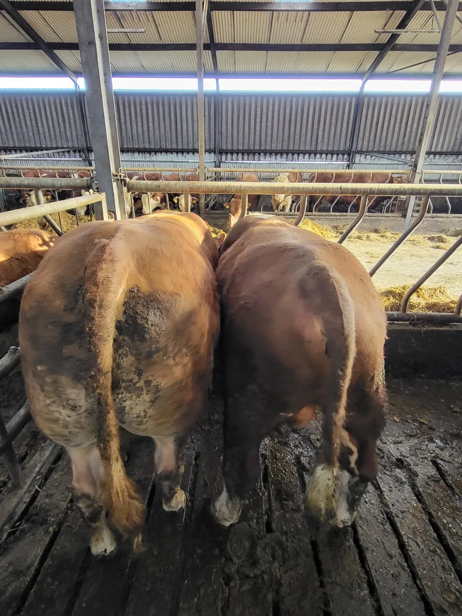 Hereford Bulls for sale - Image 4