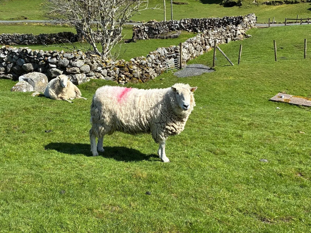 2 Cheviot Rams - Image 1