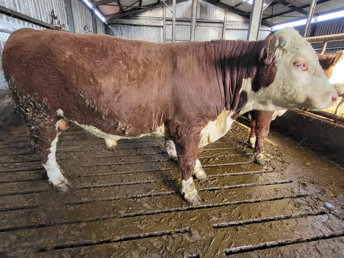 Hereford Bulls for sale - Image 1