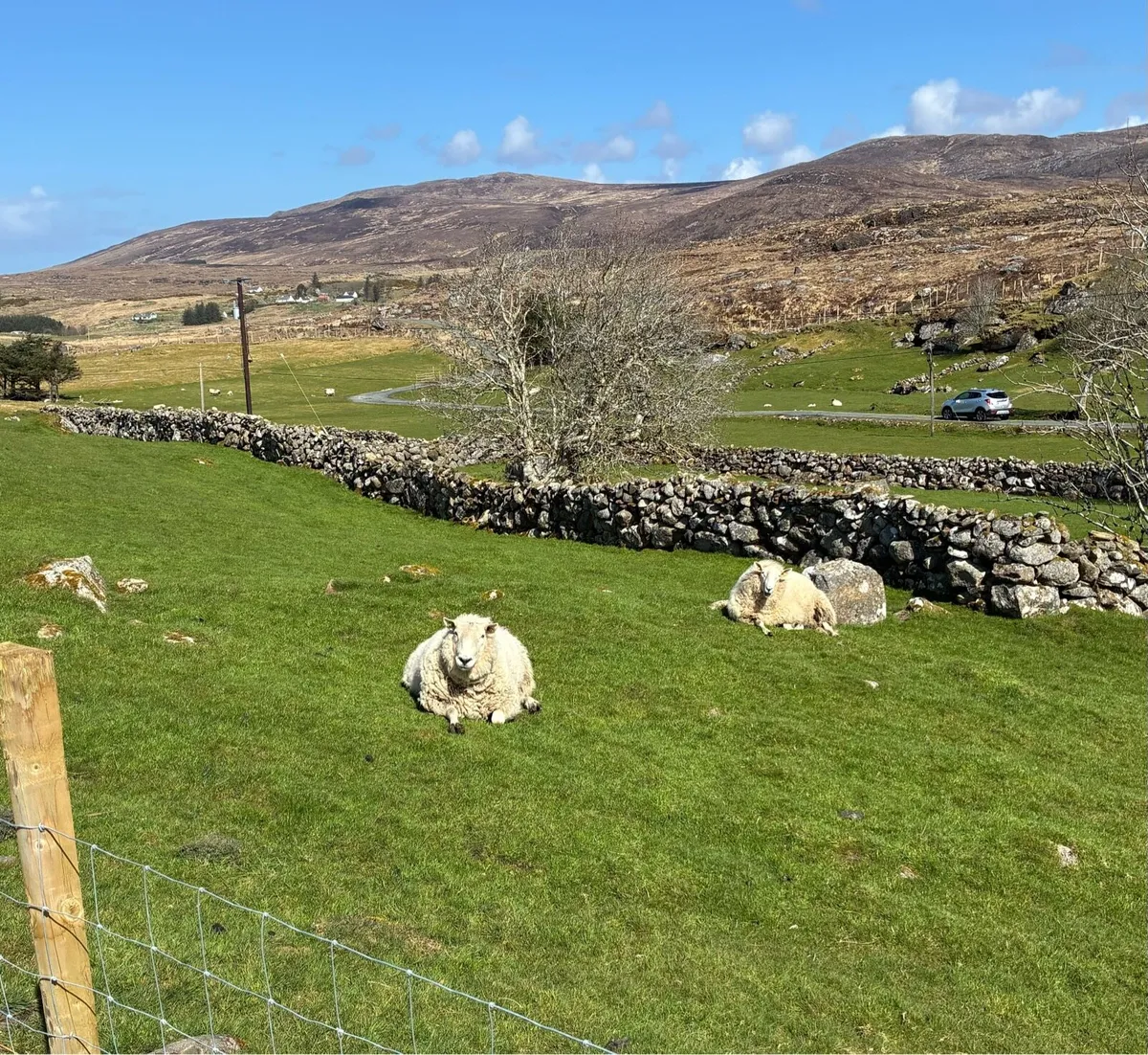 2 Cheviot Rams - Image 3