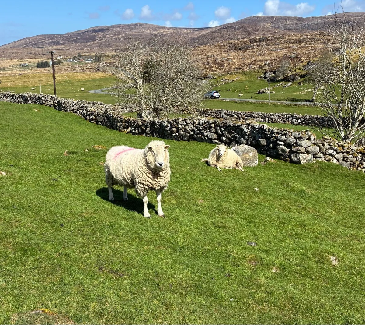 2 Cheviot Rams - Image 2