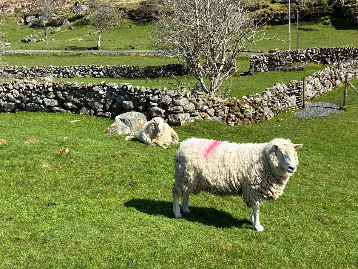 2 Cheviot Rams - Image 4