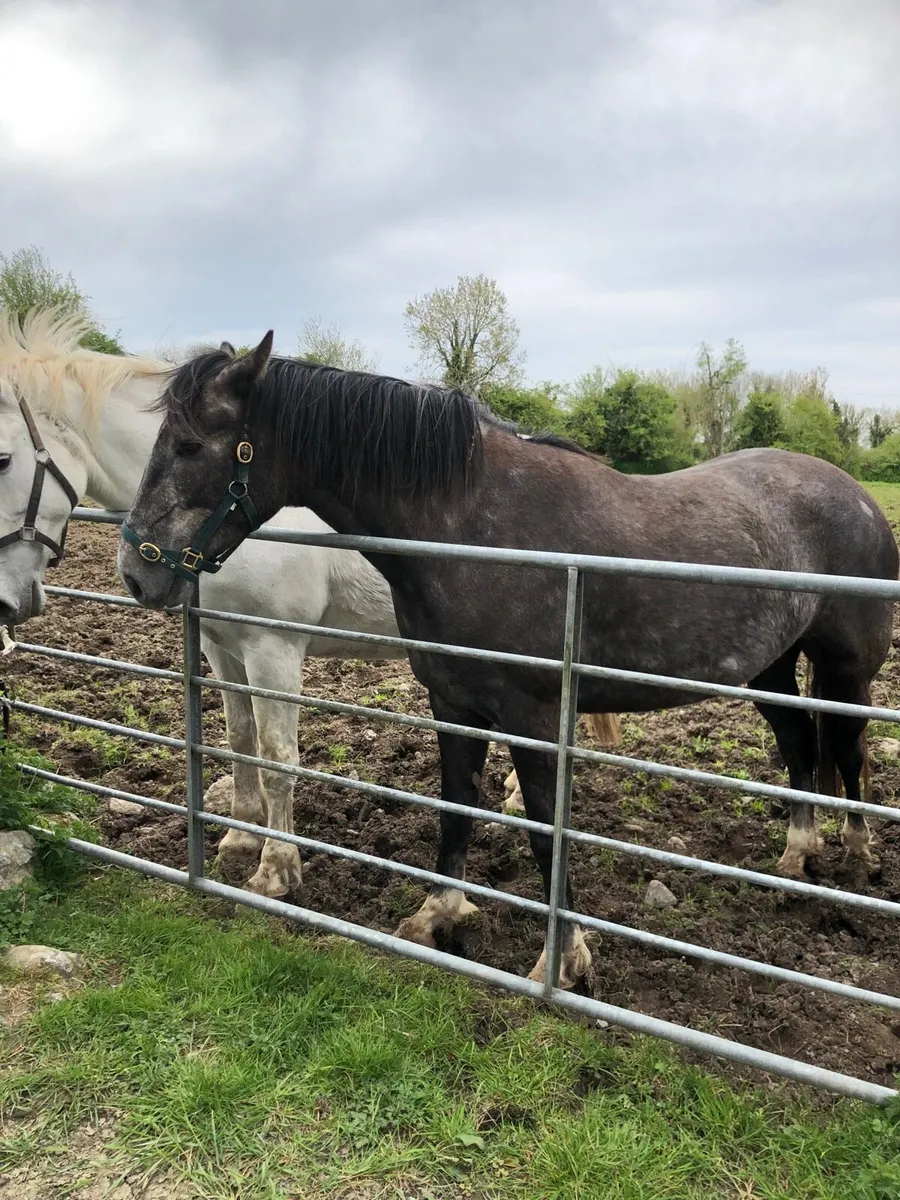 3 year Irish draught filly - Image 3