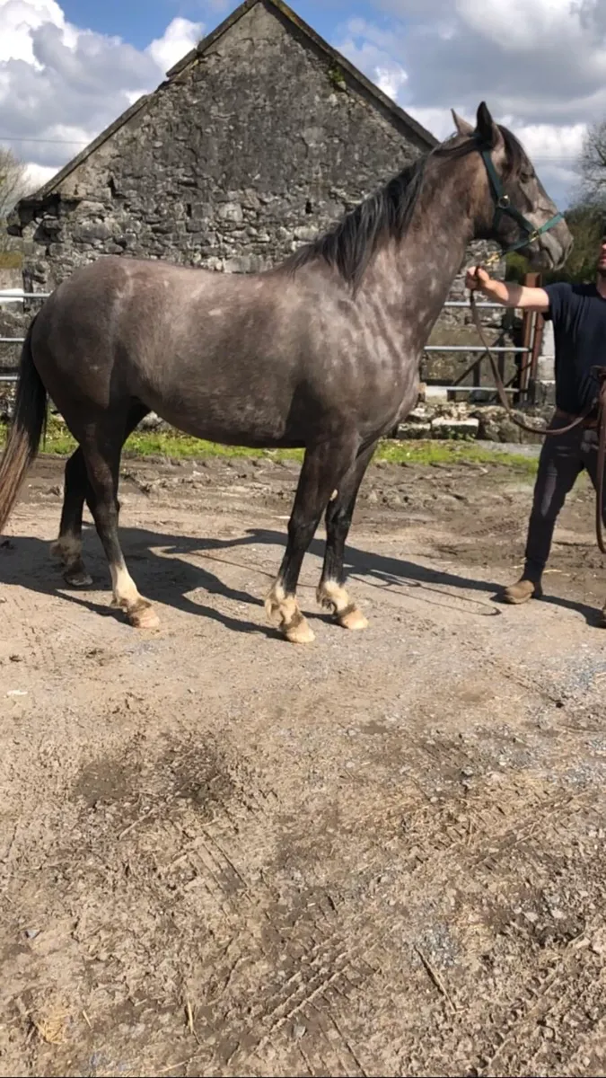 3 year Irish draught filly - Image 2
