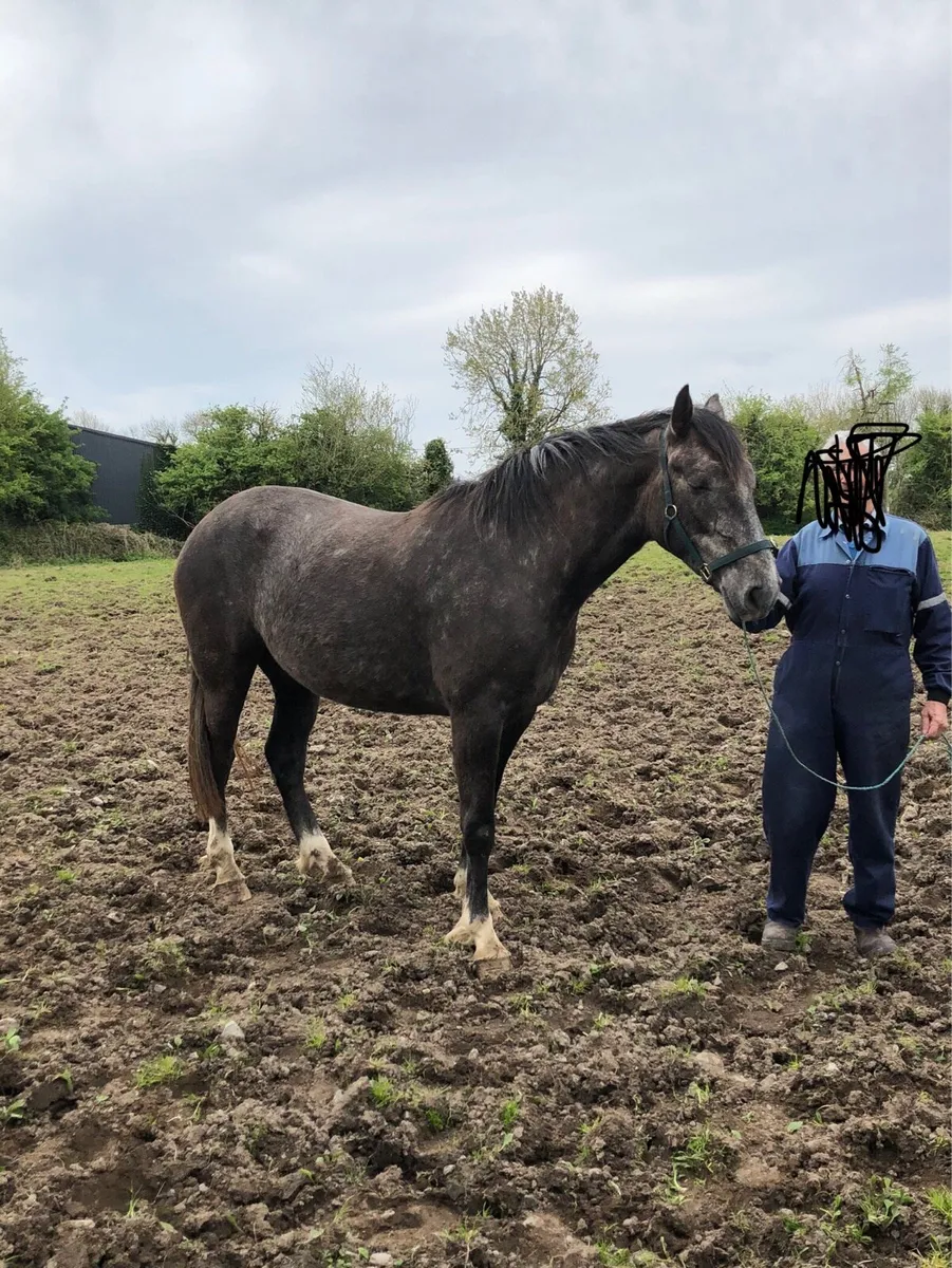 3 year Irish draught filly - Image 1