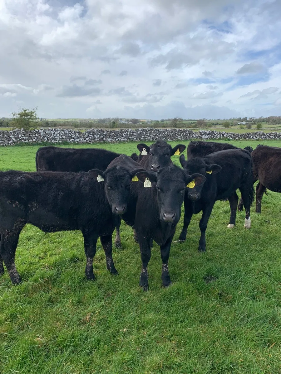 10 AAX Heifers for sale - Image 2