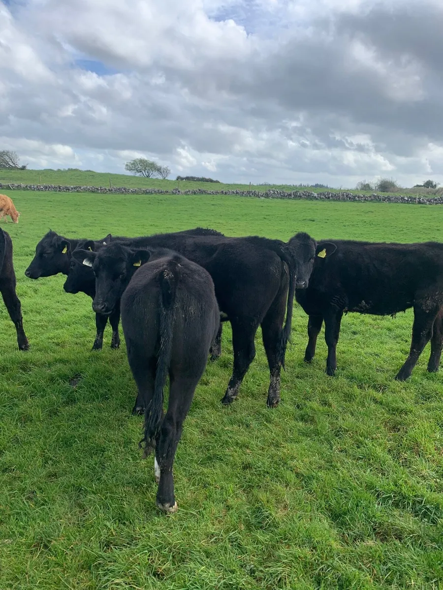 10 AAX Heifers for sale - Image 3