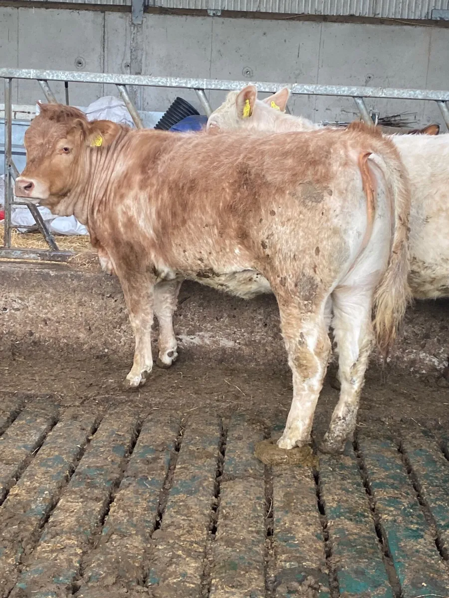 Two quality bulling heifers - Image 3