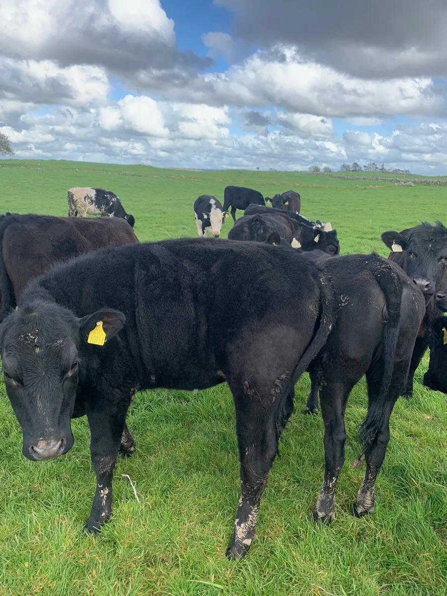 10 AAX Heifers for sale - Image 4