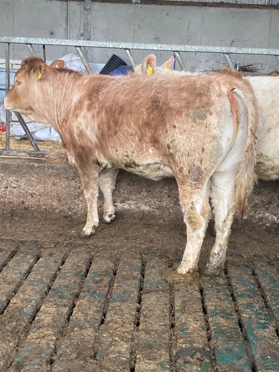 Two quality bulling heifers - Image 4