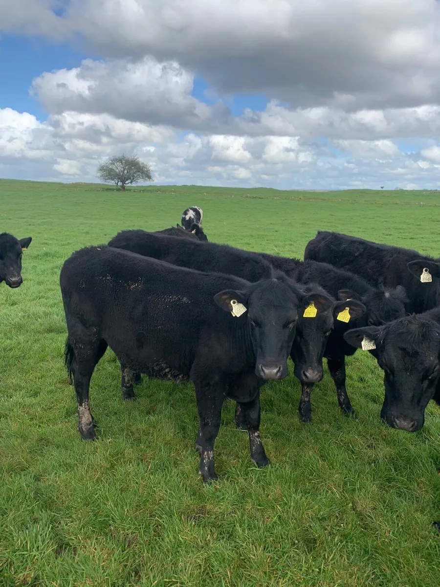 10 AAX Heifers for sale - Image 1