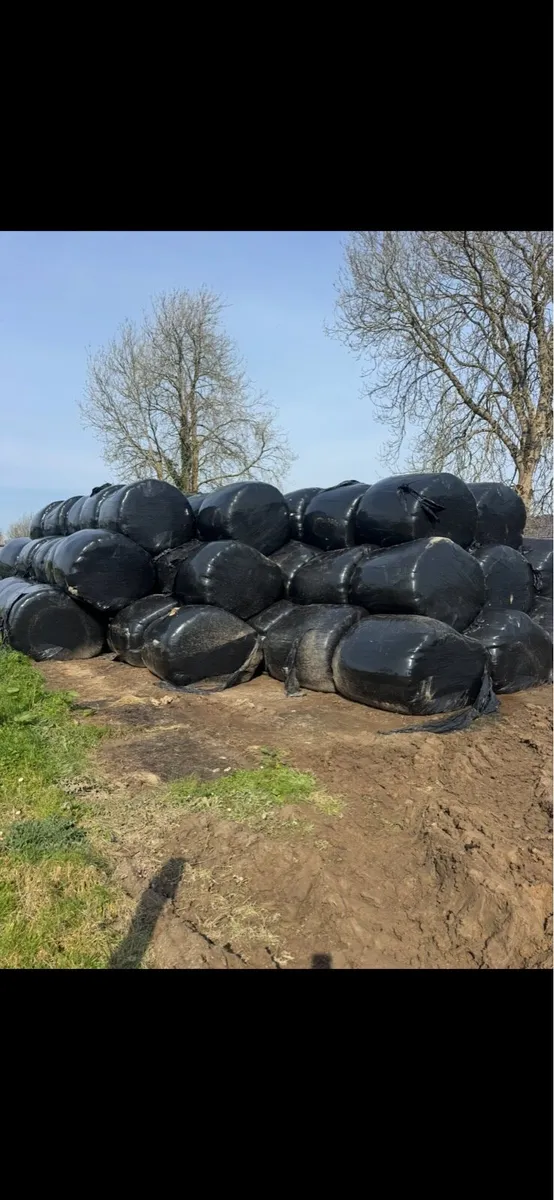 Round bales of silage