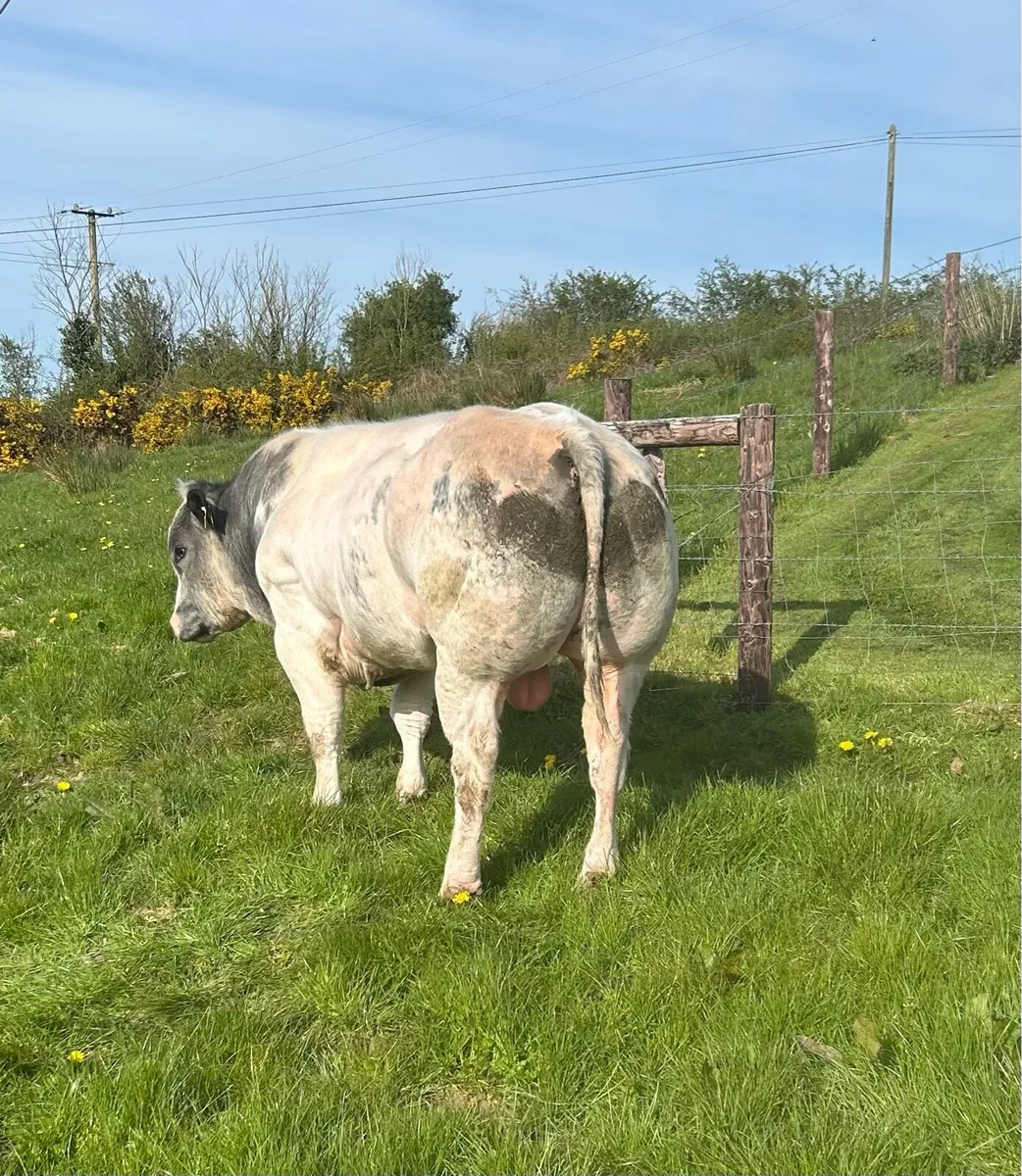 Pedigree Belgian Blue Bull - Image 2