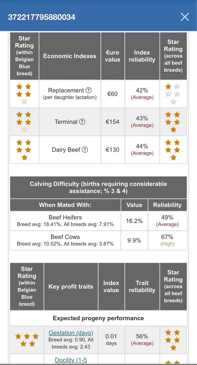 Pedigree Belgian Blue Bull - Image 3