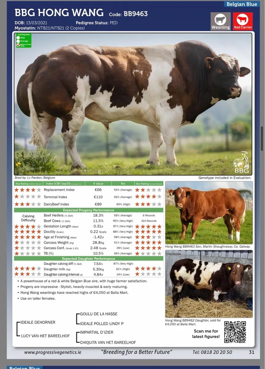 Pedigree Belgian Blue Bull - Image 4