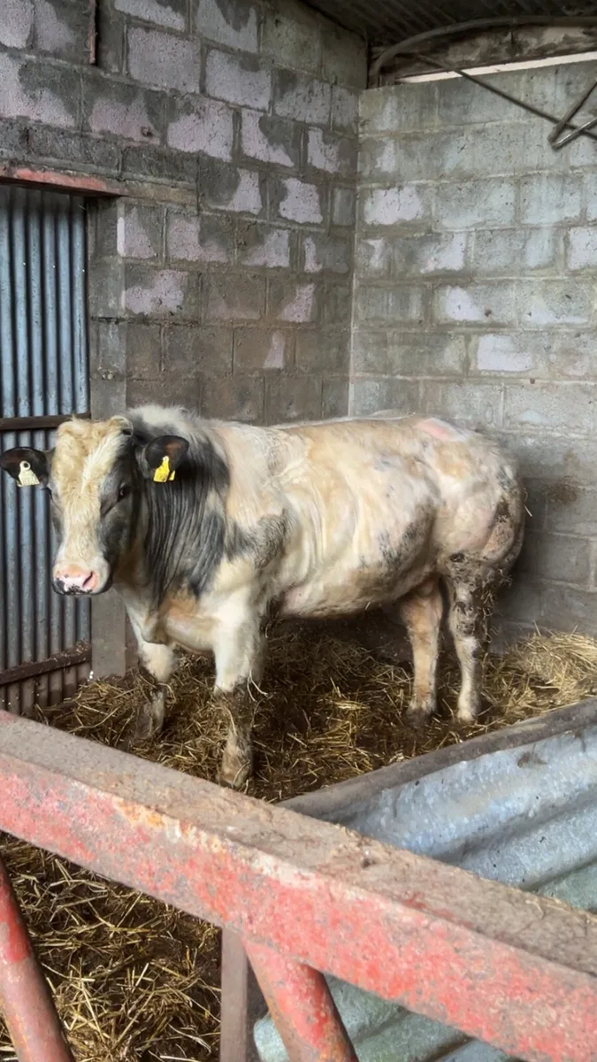 Pedigree Belgian Blue Bull - Image 1