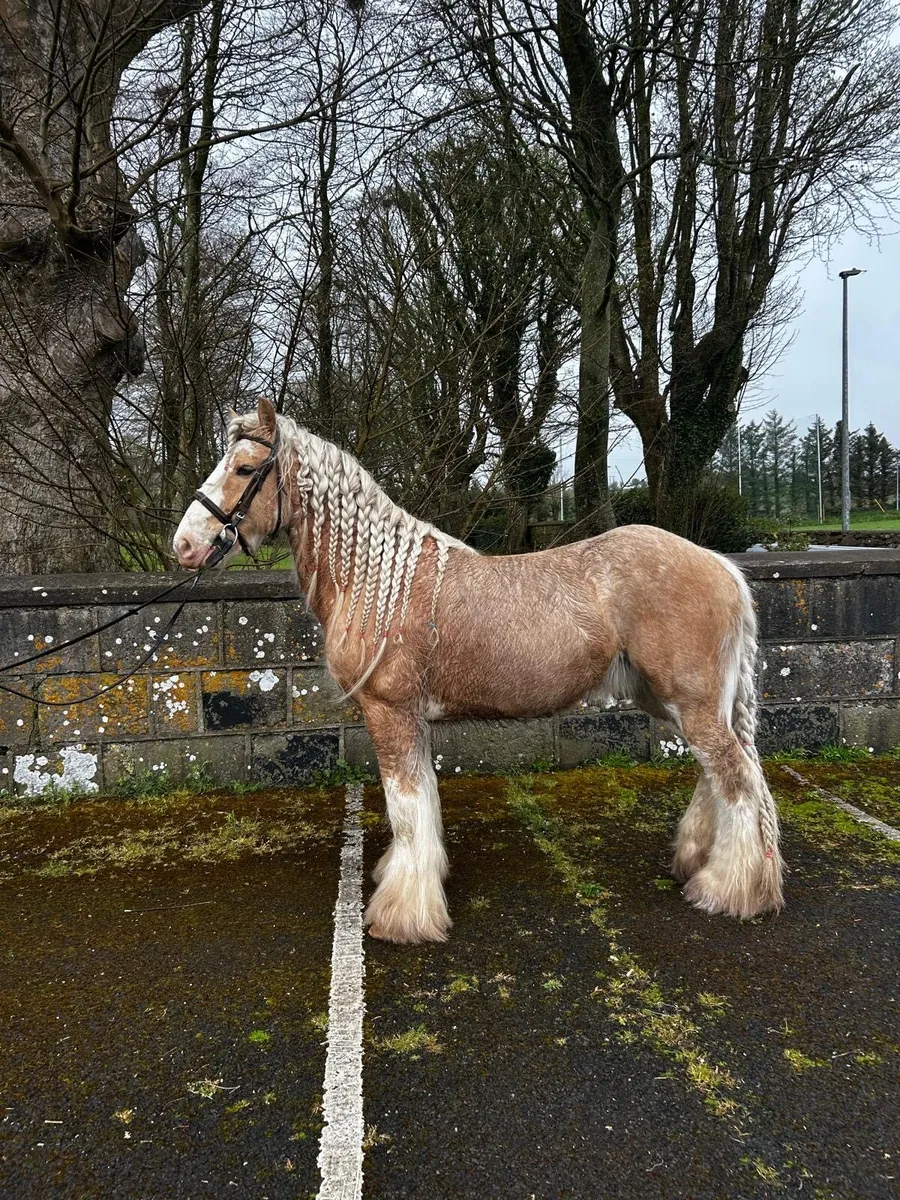 Smashing cob gelding - Image 2
