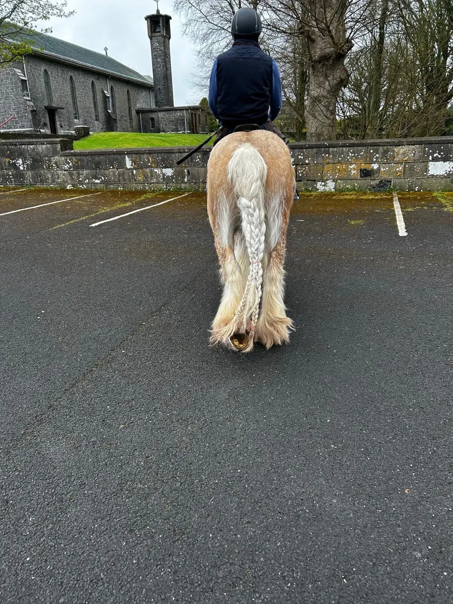 Smashing cob gelding - Image 3