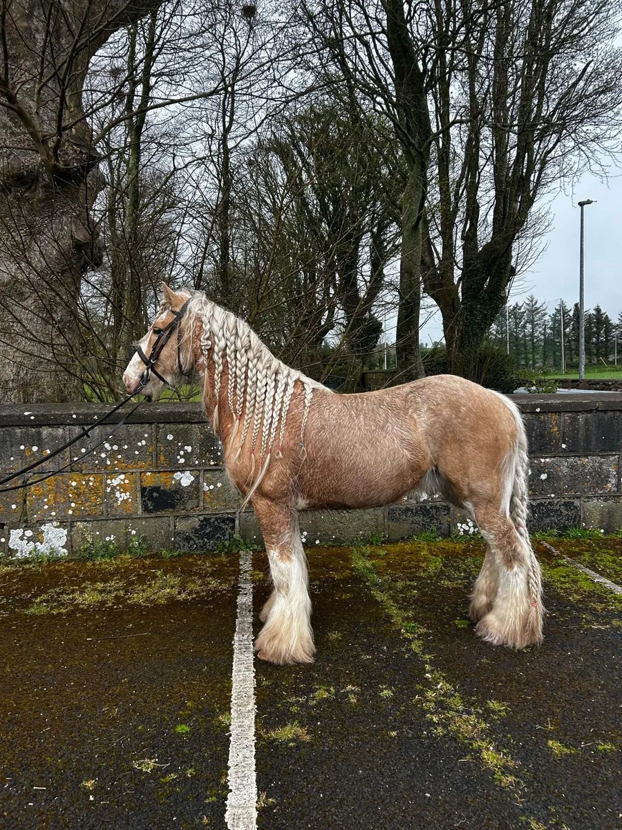 Smashing cob gelding - Image 1
