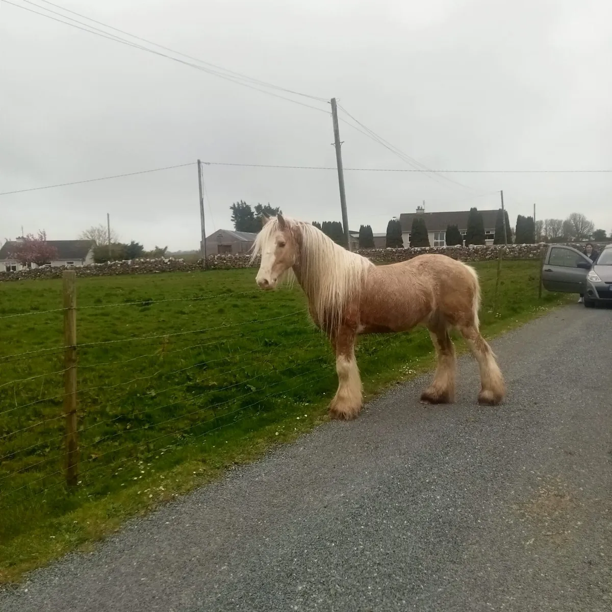 Smashing cob gelding - Image 4