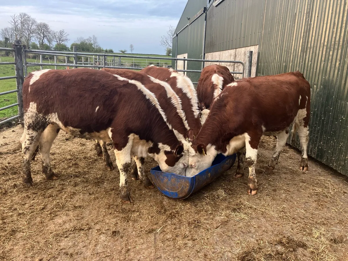 🤫 Hereford Heifers 🤫 - Image 3