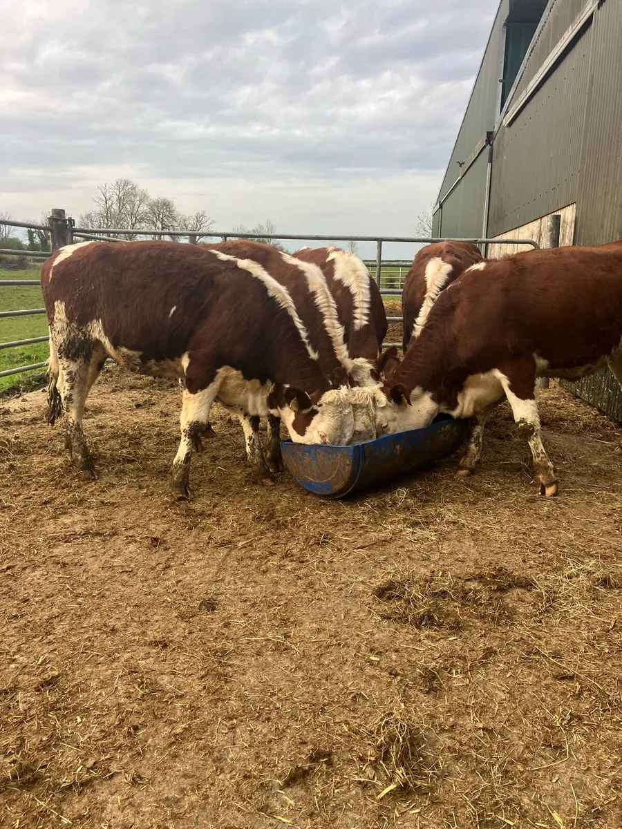🤫 Hereford Heifers 🤫 - Image 4