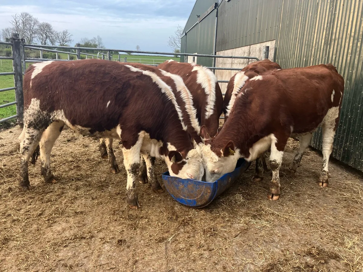 🤫 Hereford Heifers 🤫 - Image 1