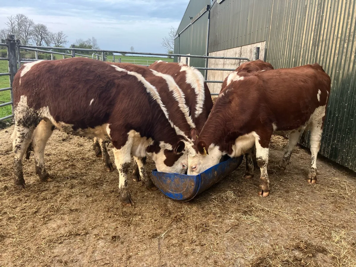 🤫 Hereford Heifers 🤫 - Image 2