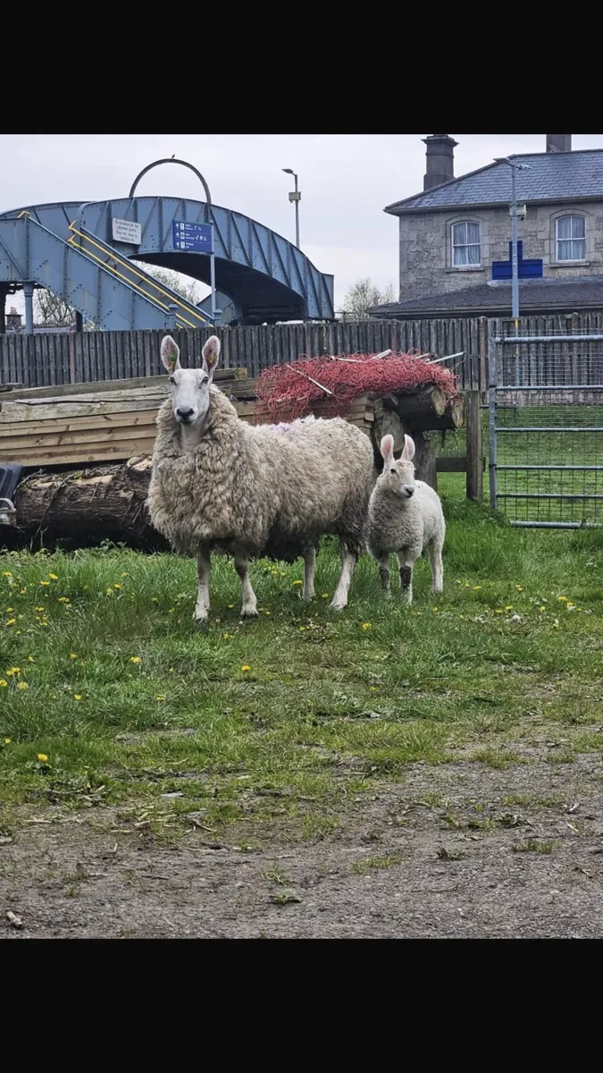 Border Leicester - Image 1