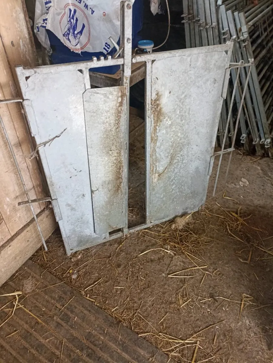 Sheep clearance - Image 1