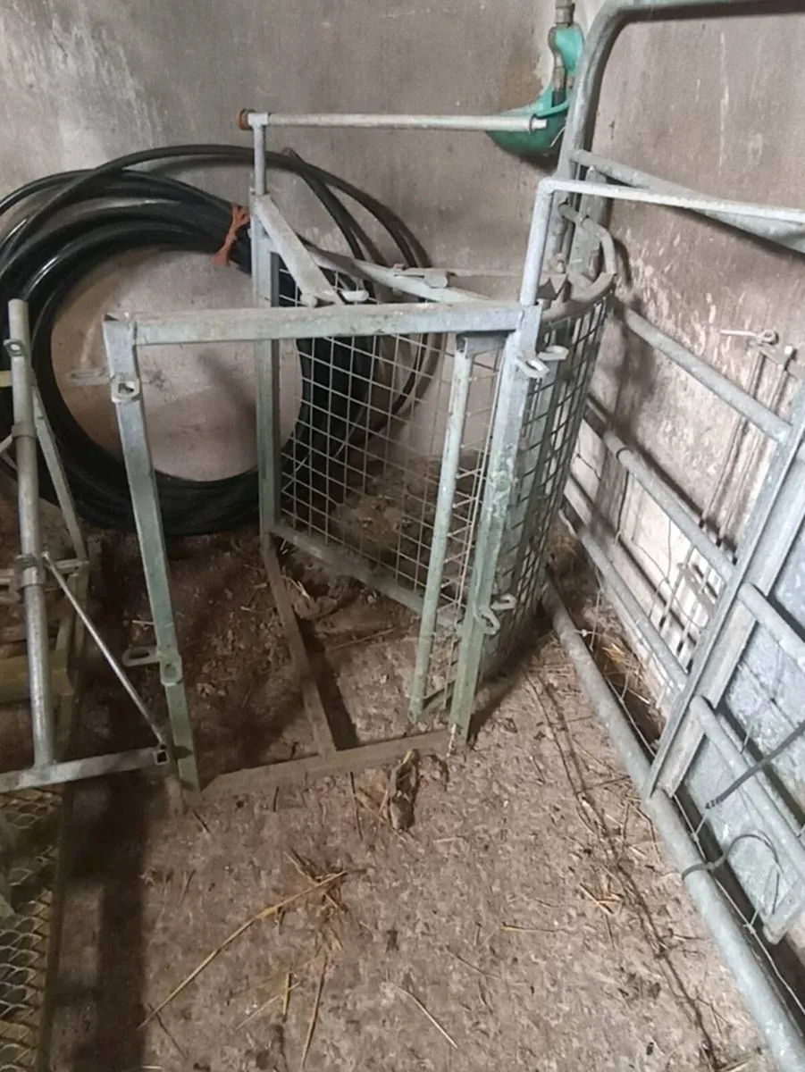 Sheep clearance - Image 2